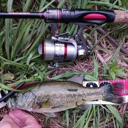 ラージマウスバス