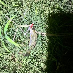 セイゴ（マルスズキ）