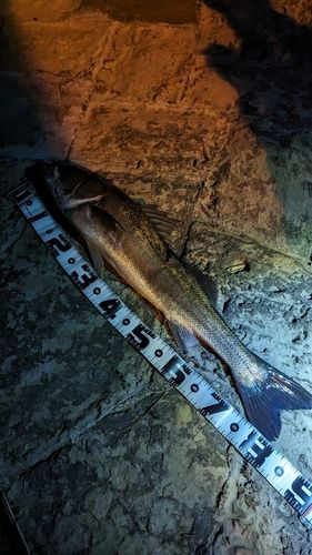 シーバスの釣果