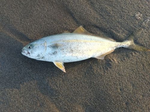 ワカシの釣果
