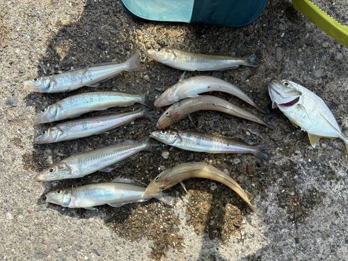 シロギスの釣果