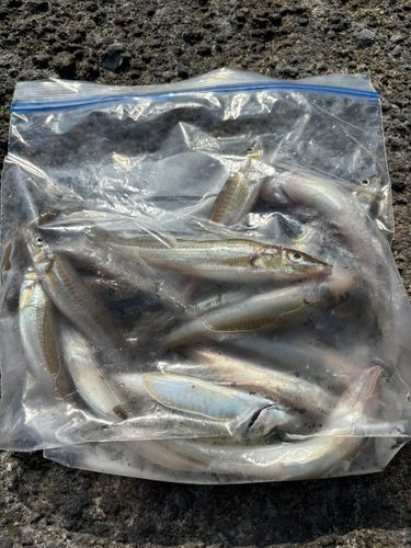 シロギスの釣果