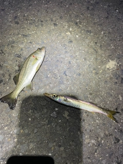 カマスの釣果