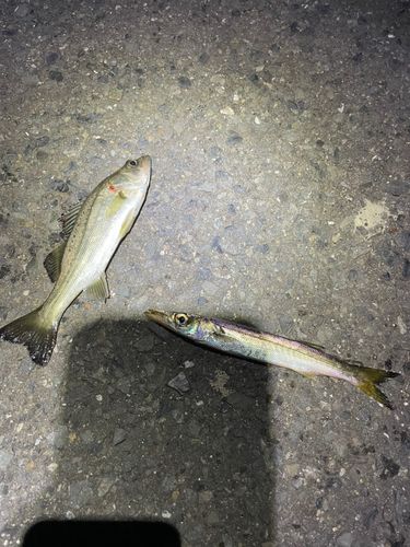 カマスの釣果