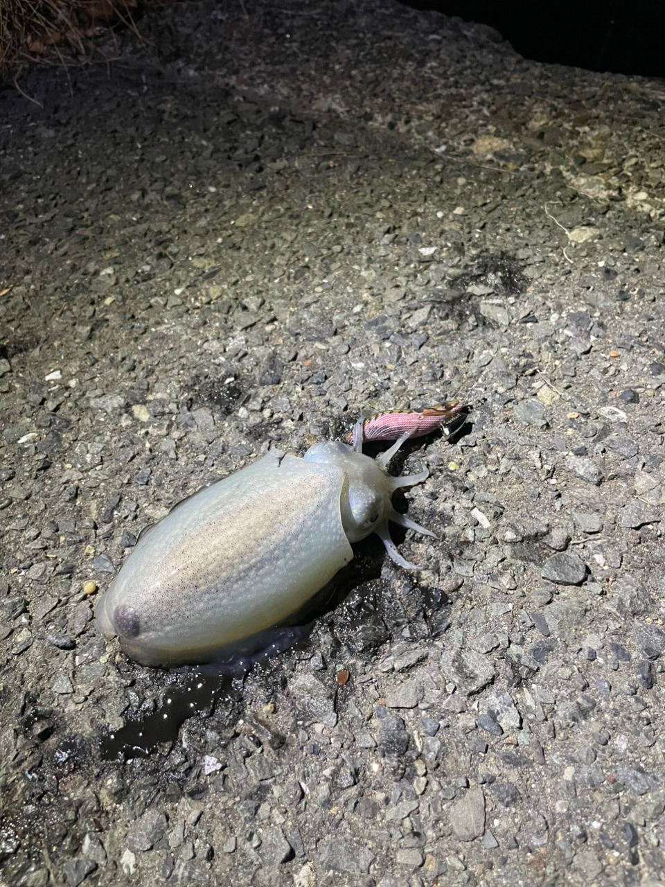 カマス