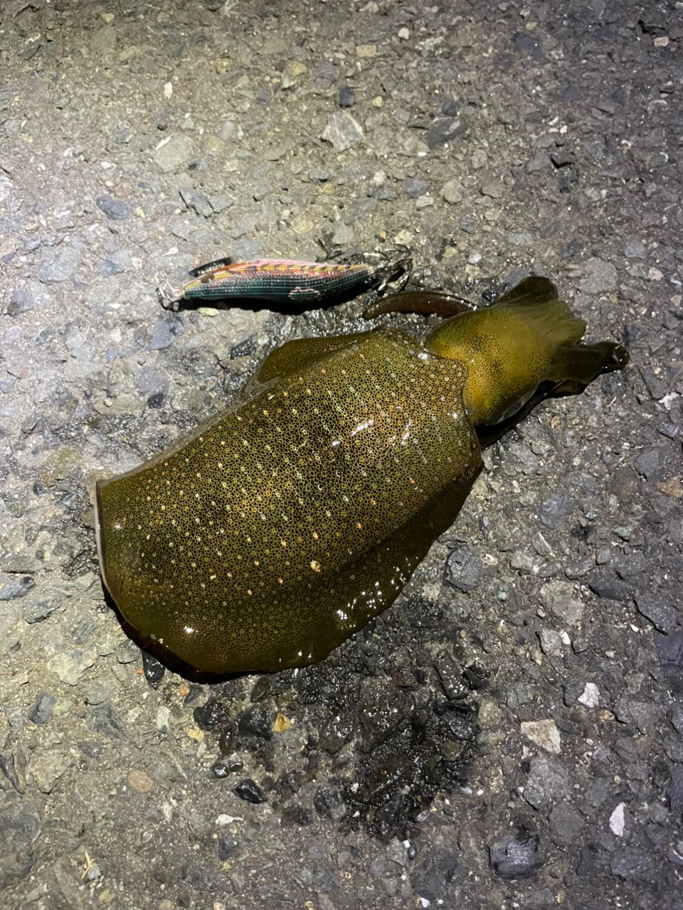 カマス