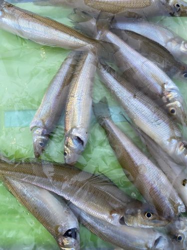 シロギスの釣果
