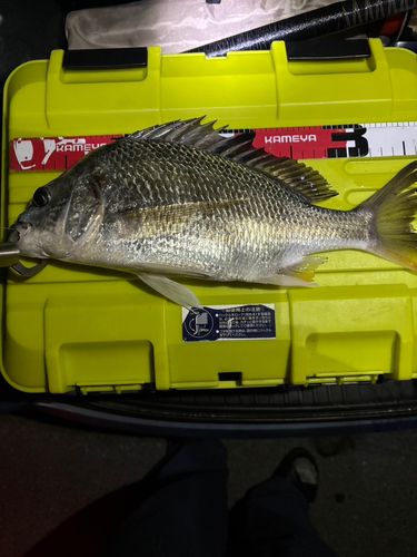 キチヌの釣果