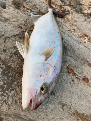 ショゴの釣果