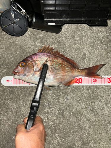 タイの釣果