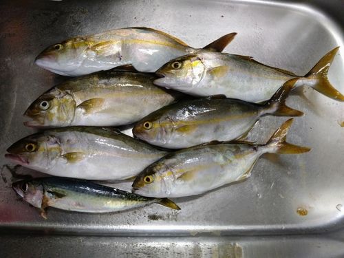 ショゴの釣果