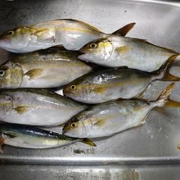 ショゴ