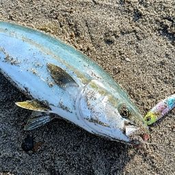 ワカシ