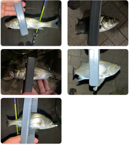 セイゴ（マルスズキ）の釣果