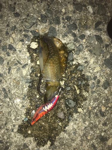 アオリイカの釣果