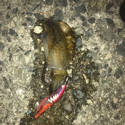 アオリイカ