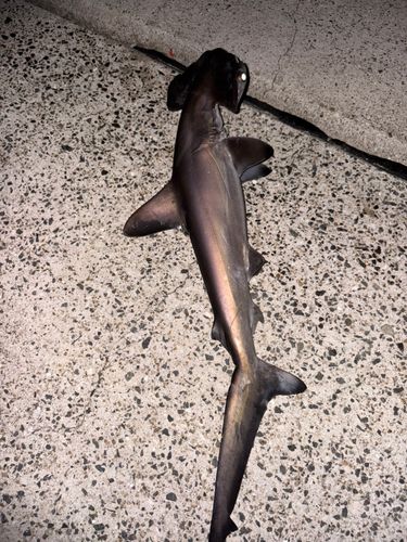 シュモクザメの釣果