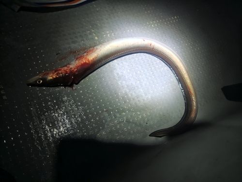 マアナゴの釣果
