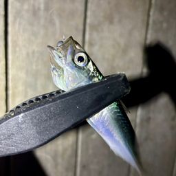 サバ