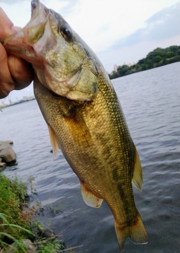 ラージマウスバスの釣果