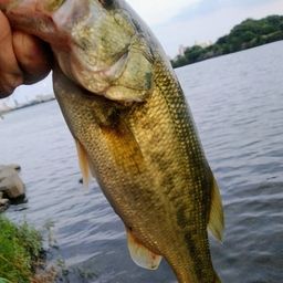 ラージマウスバス