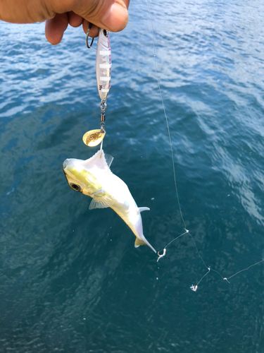 シロサバフグの釣果
