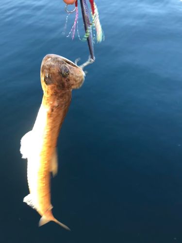 エソの釣果