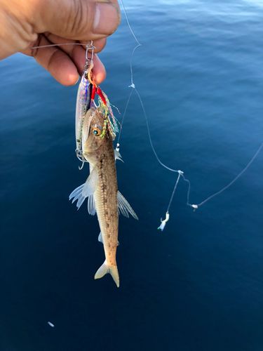 エソの釣果
