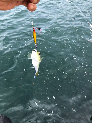 シロサバフグの釣果