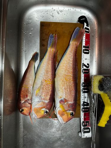 アマダイの釣果