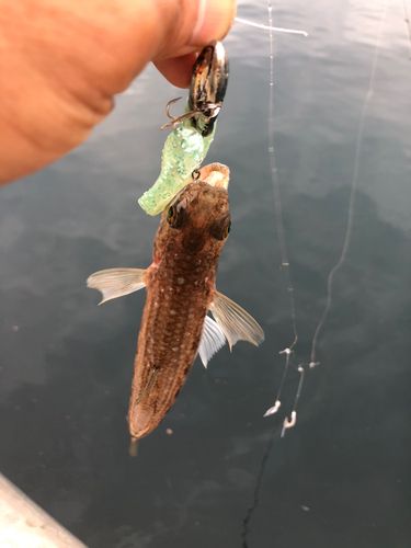 エソの釣果