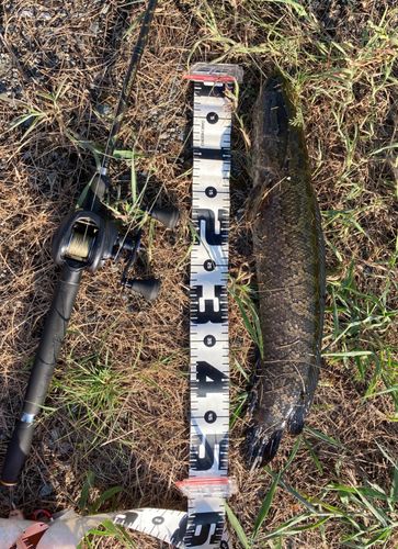 ライギョの釣果