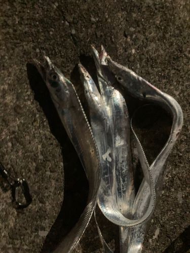 タチウオの釣果