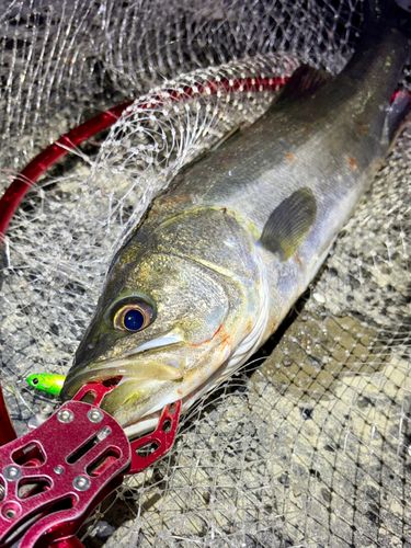 フッコ（マルスズキ）の釣果