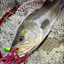 フッコ（マルスズキ）