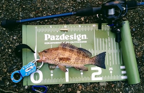オオモンハタの釣果