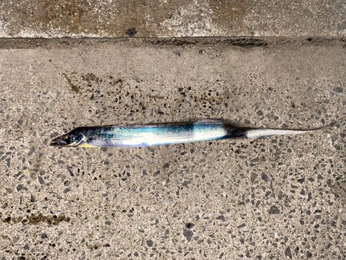 タチウオの釣果