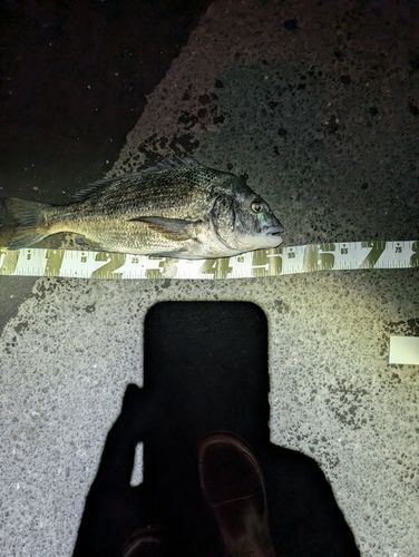 チヌの釣果