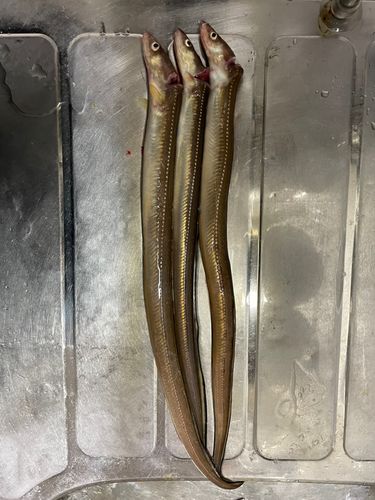 アナゴの釣果