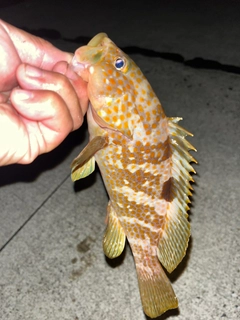 キジハタの釣果
