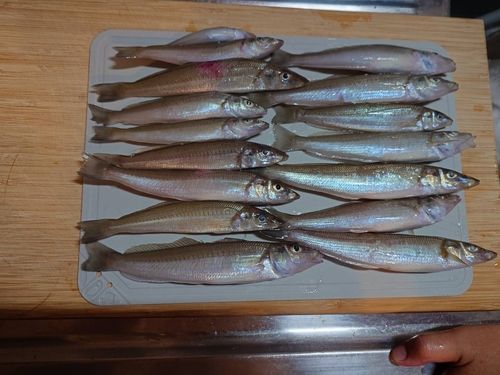 キスの釣果