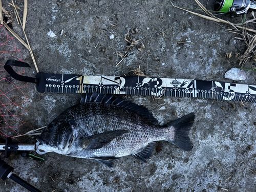クロダイの釣果