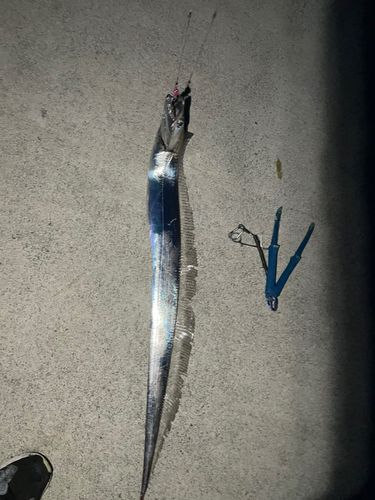 タチウオの釣果