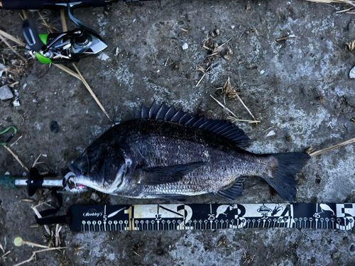クロダイの釣果
