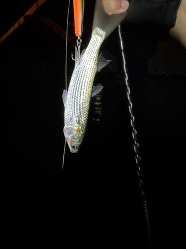 ボラの釣果