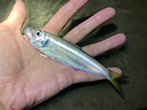 サッパの釣果