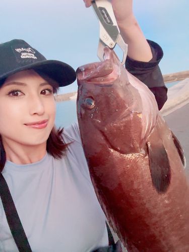 マハタの釣果