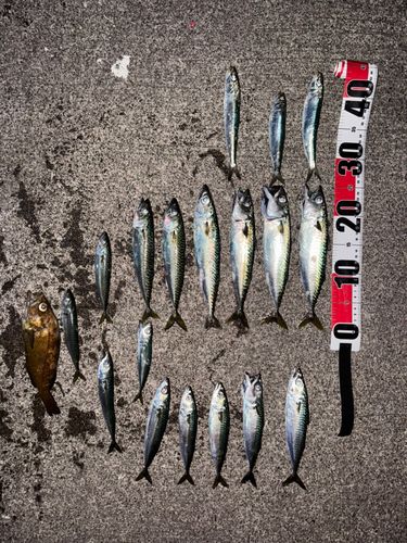 サバの釣果