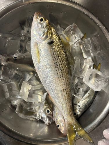 コノシロの釣果