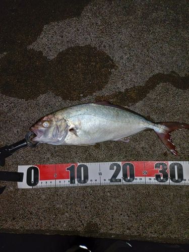 ショゴの釣果